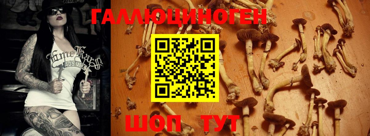 Псилоцибиновые грибы GOLDEN TEACHER  Вход с VPN  Россия 